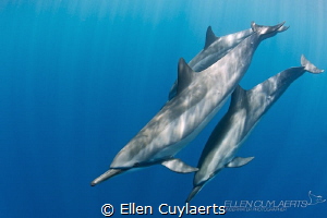 Soul savers (Spinner dolphins in Hawaii) by Ellen Cuylaerts 
